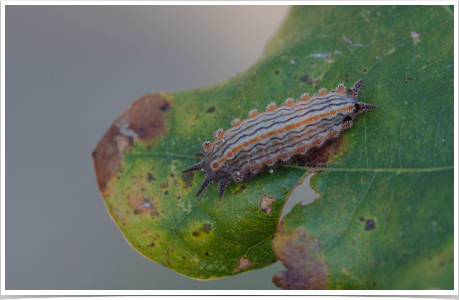 Monoleuca semifascia
Pin-striped Vermilion Slug
Dekalb County, Alabama Monoleuca semifascia
Pin-striped Vermilion Slug
Dekalb County, Alabama